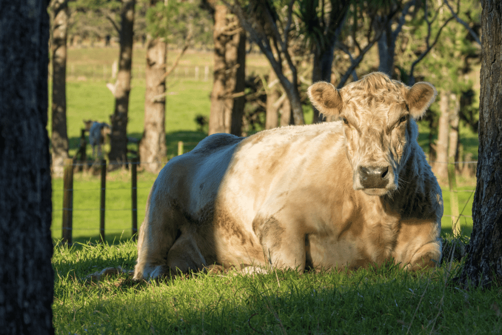 fluffy cow breeds Charolais