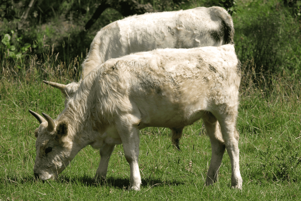 fluffy cow breeds chillingham