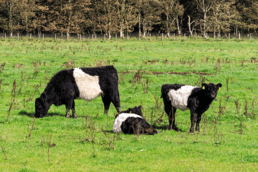 fluffy cow breeds highland belted galloway