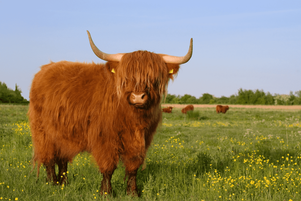 fluffy cow breeds highland cattle