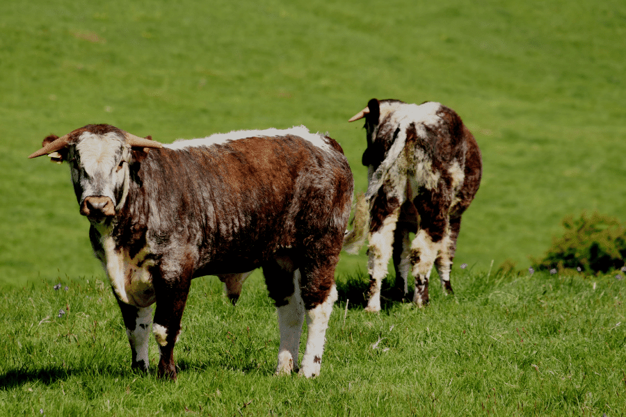 fluffy cow breeds riggit galloway