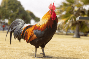 how long do roosters live 1