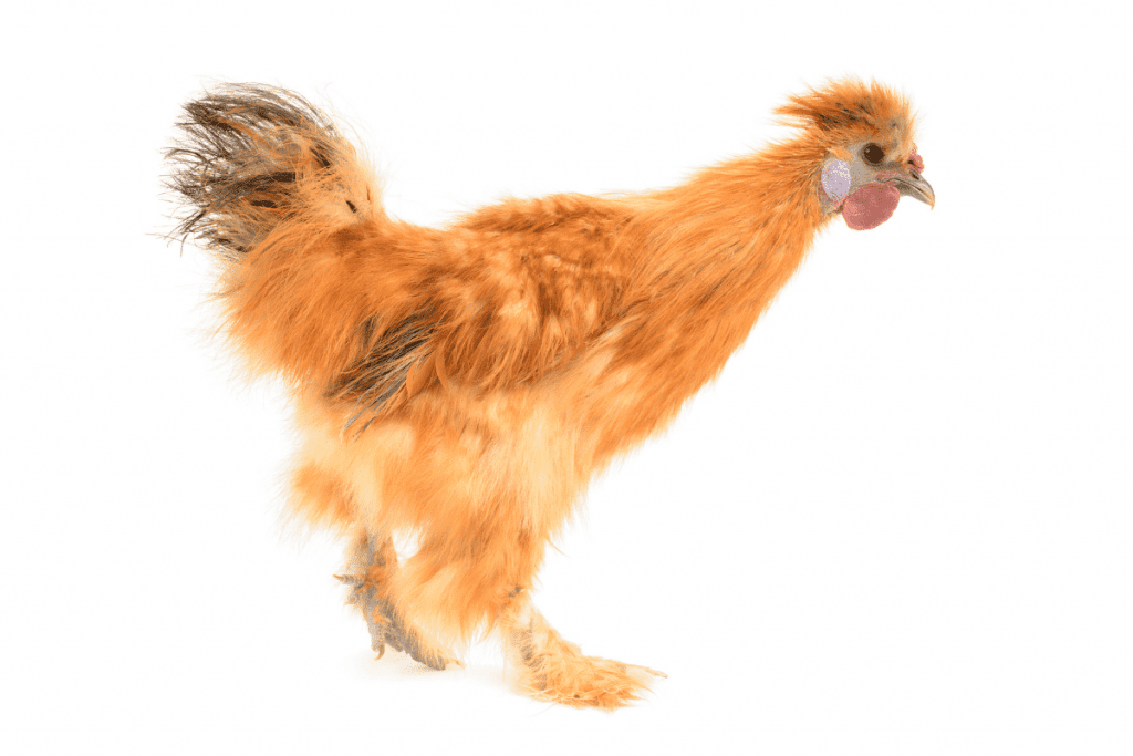 silkie rooster 1