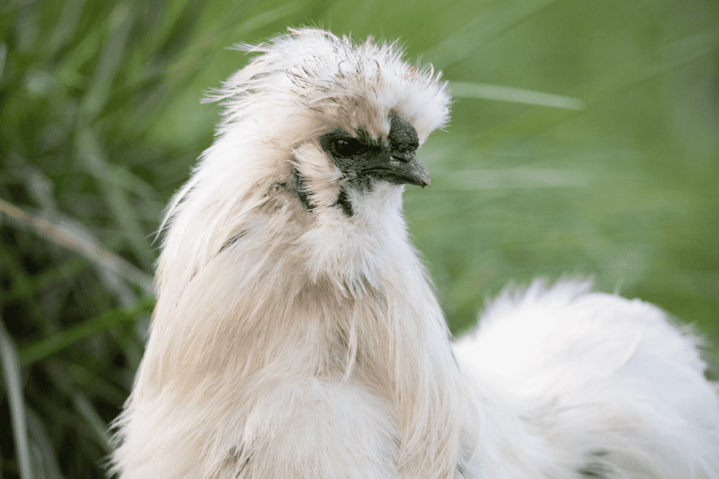 silkie rooster 2