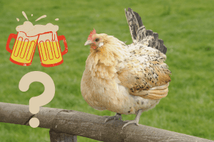 can chickens drink alcohol