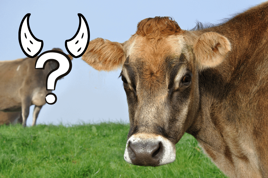 do female cows have horns