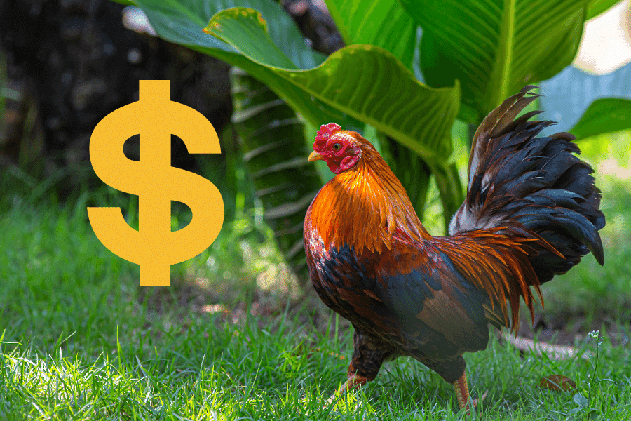 how much do roosters cost 1