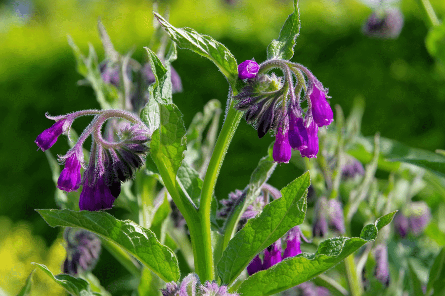 plants for chickens comfrey