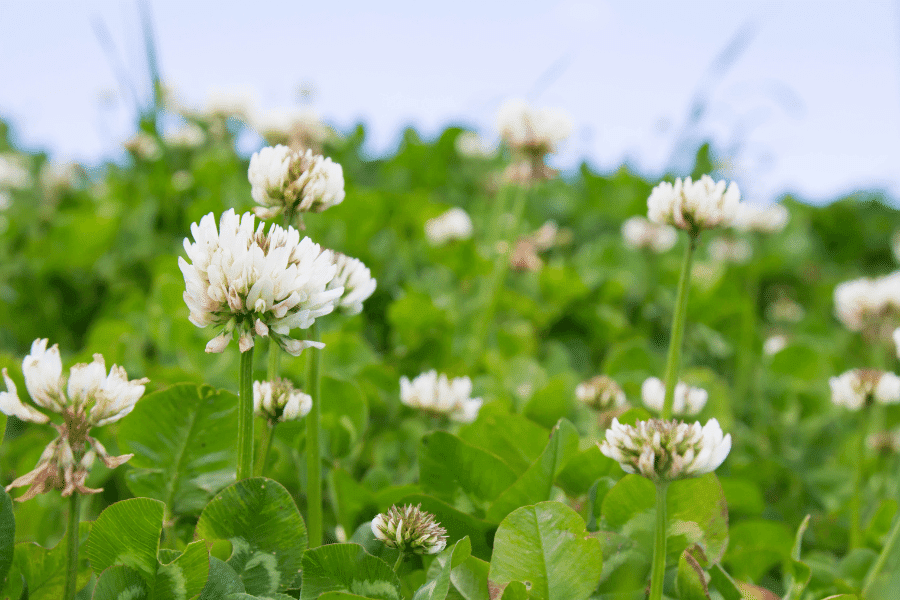 plants for chickens white clover