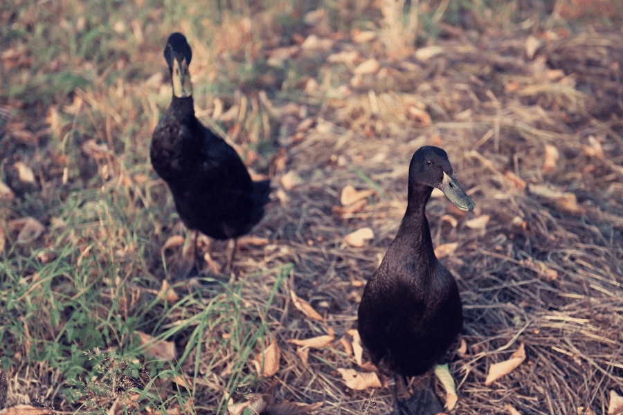small duck breeds Black East Indian Duck (900 × 600 px)