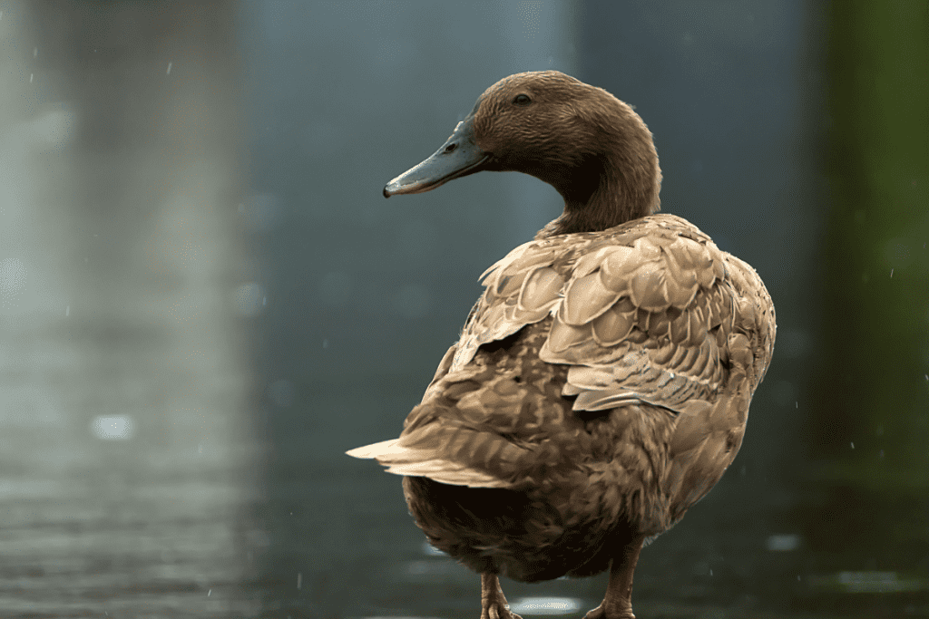 small duck breeds Khaki Campbell Duck