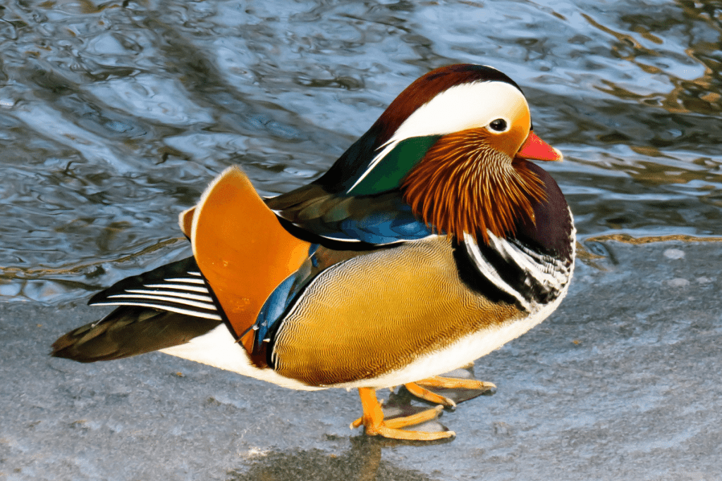small duck breeds Mandarin Duck