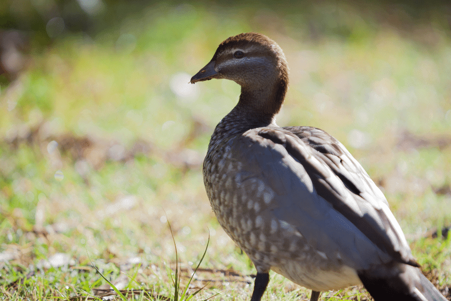 small duck breeds Miniature Australian Spotted Duck