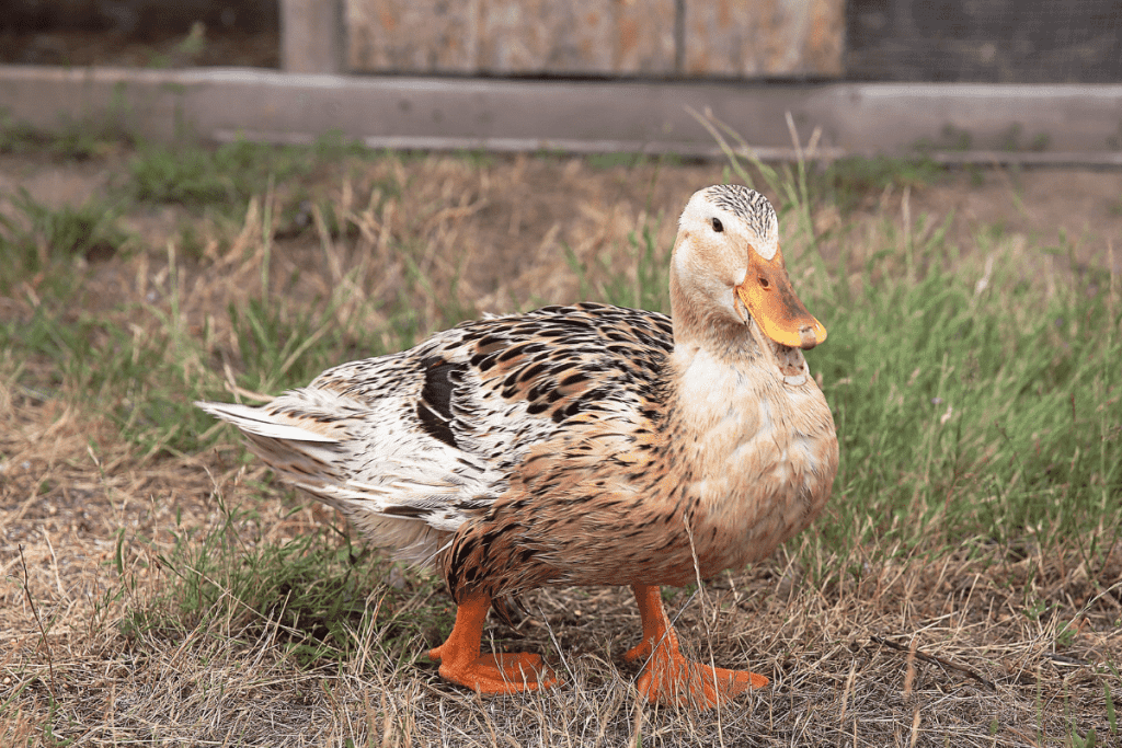 small duck breeds Miniature Silver Appleyard Duck