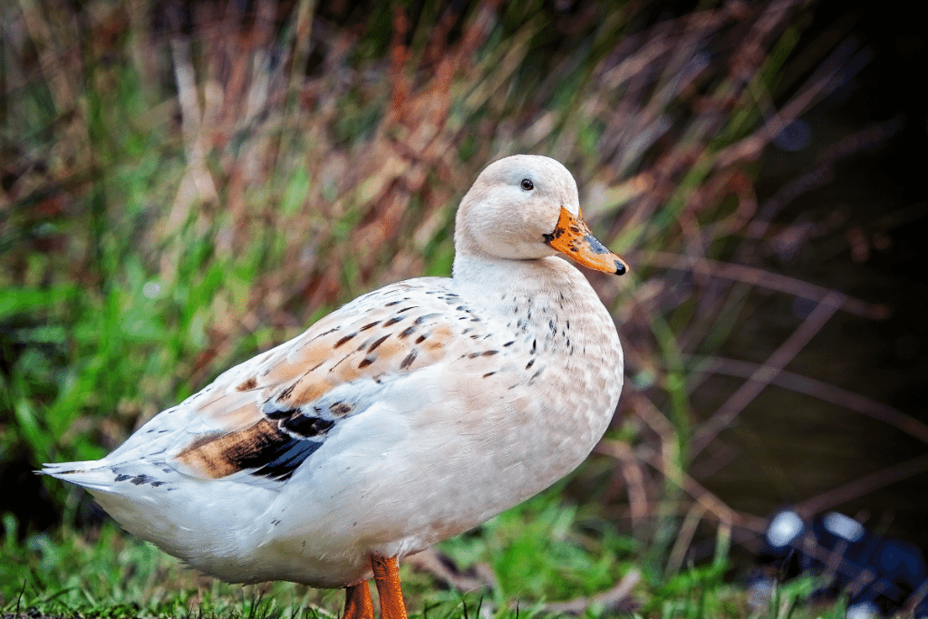 small duck breeds Welsh Harlequin