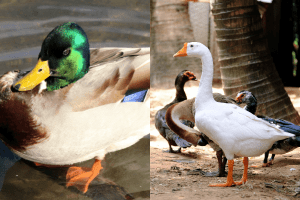 what is the difference between a duck and a goose