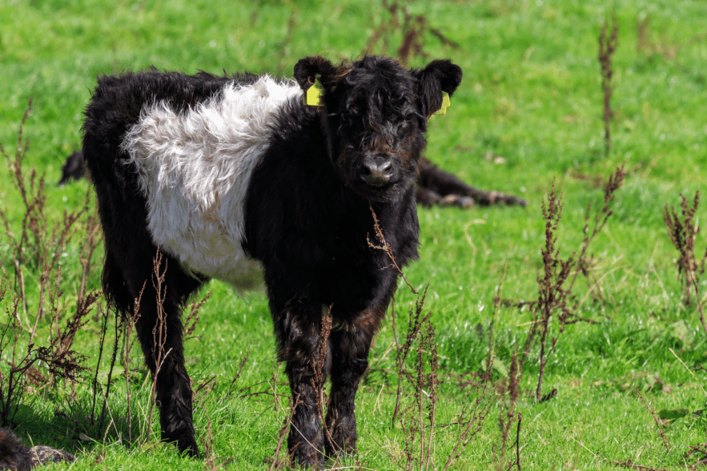 black and white Belted Galloway