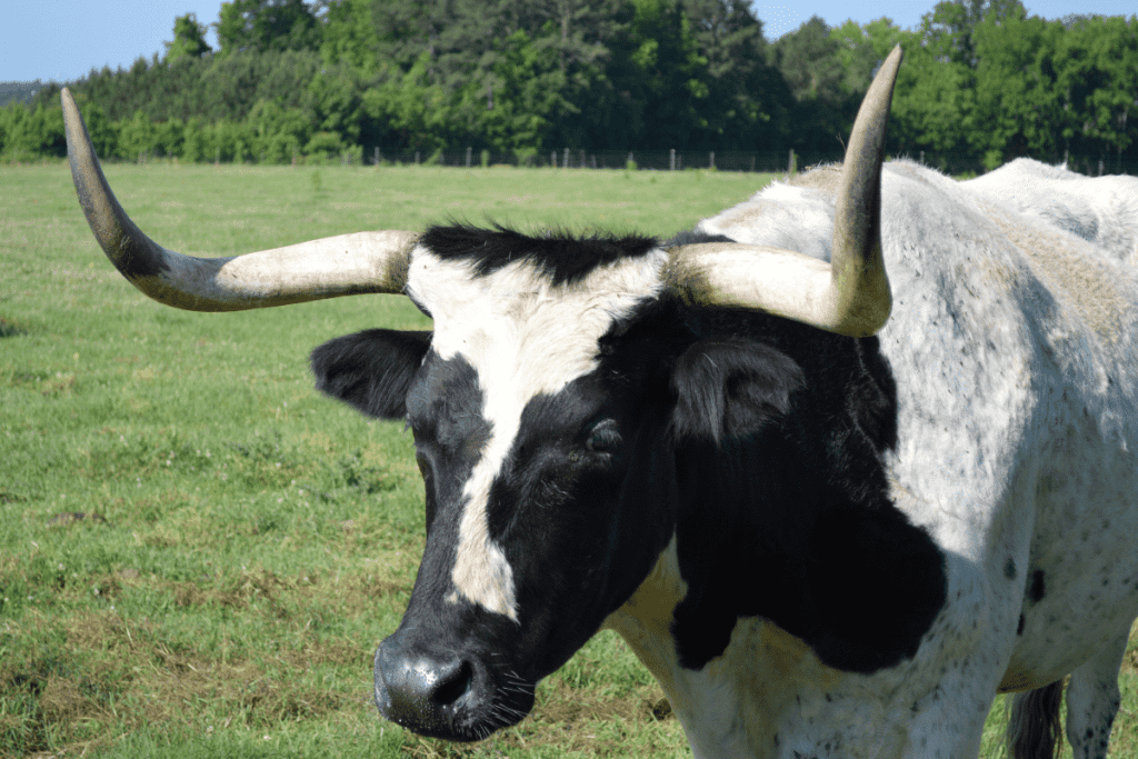 black and white Texas Longhorn