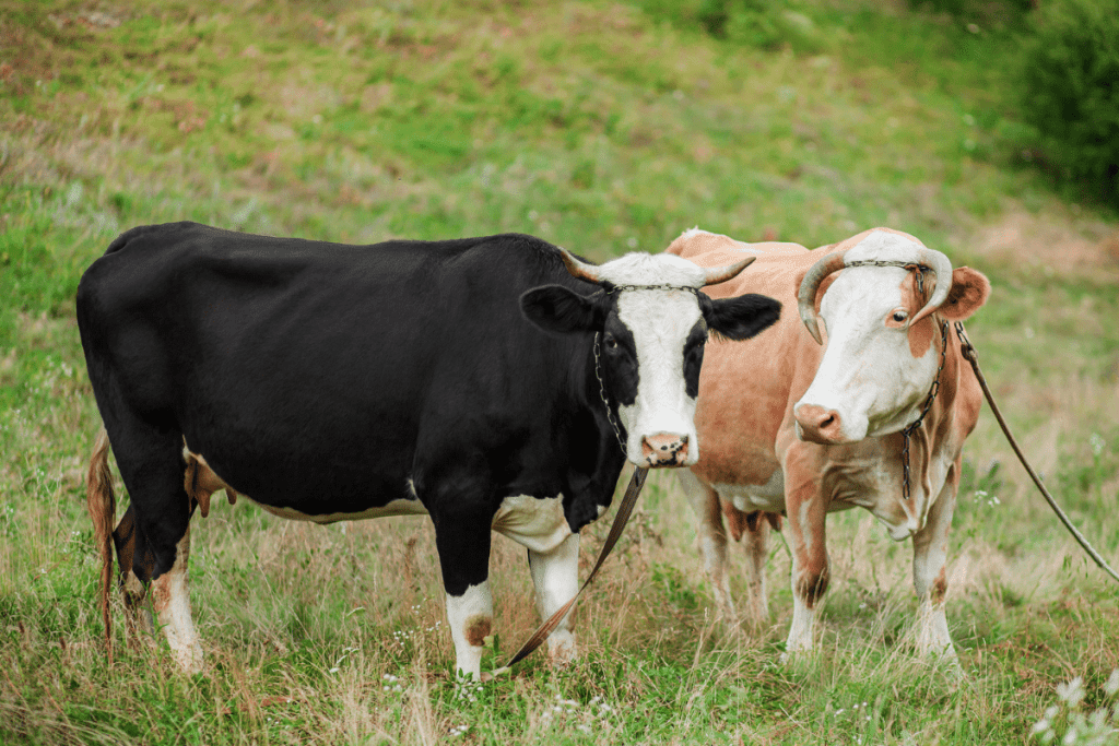 black and white Yaroslavl Cattle