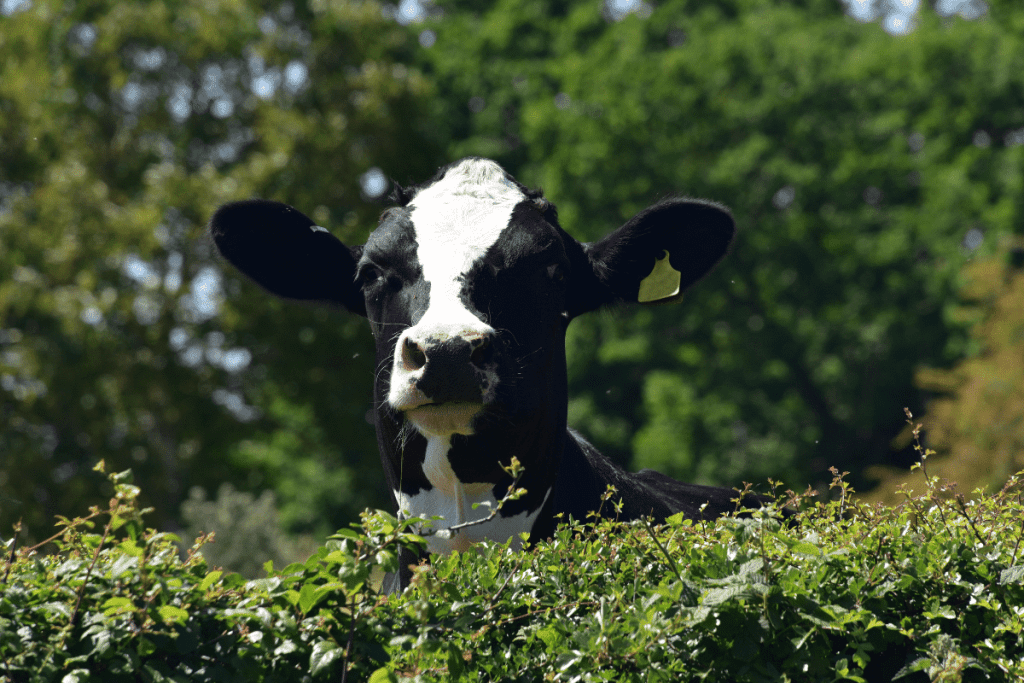 black and white cow breeds Holstein Friesian Cattle