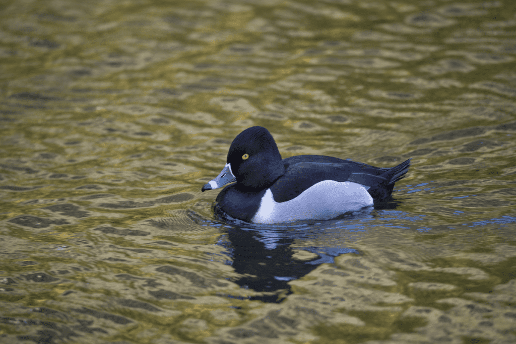 black and white duck breeds Ring-Necked