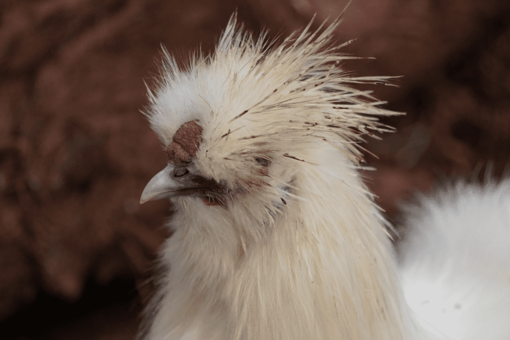 breeds of chicken with crazy hair Silkie