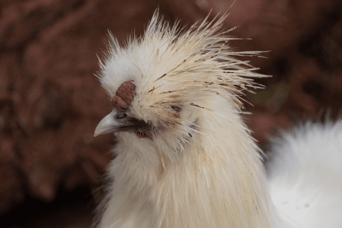 15 Breeds Of Chicken With Crazy Hair Farmhouse Guide Chicken Breeds ...