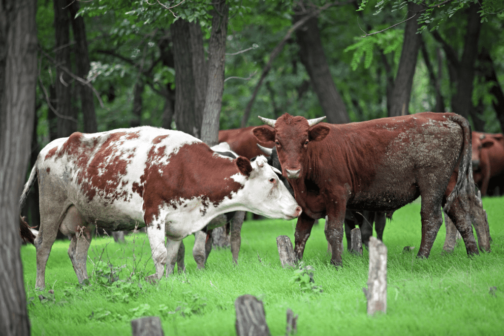 difference between oxen, cow, and bull 1