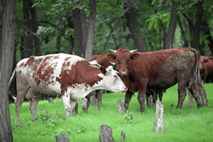 difference between oxen, cow, and bull 1