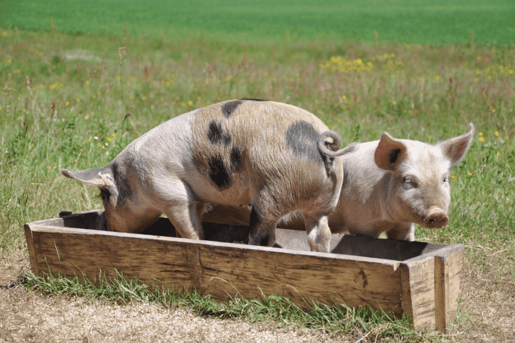 do pigs eat their own poop