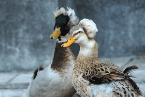 ducks with afros