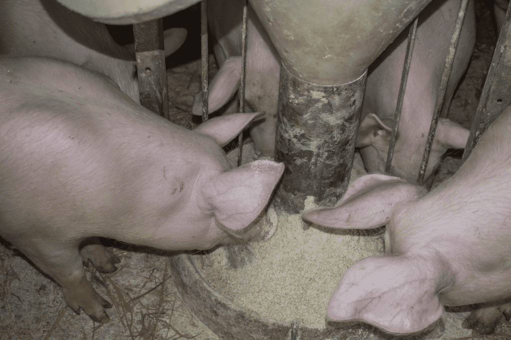 feed pigs well to stop them from eating poop
