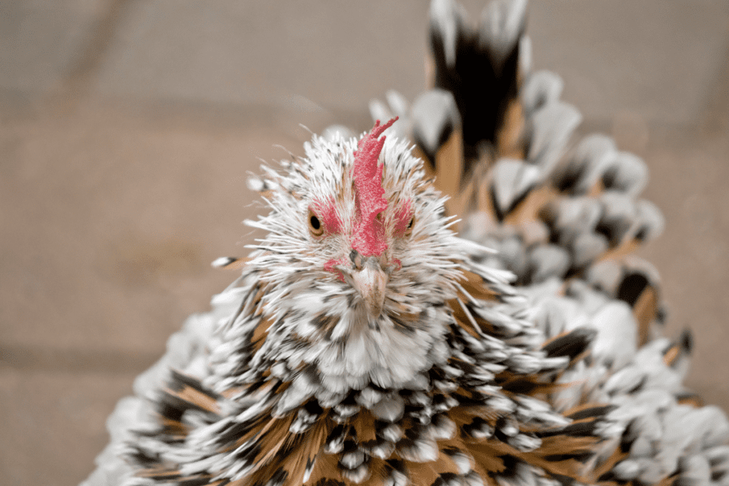 frizzle chicken with silly feathers