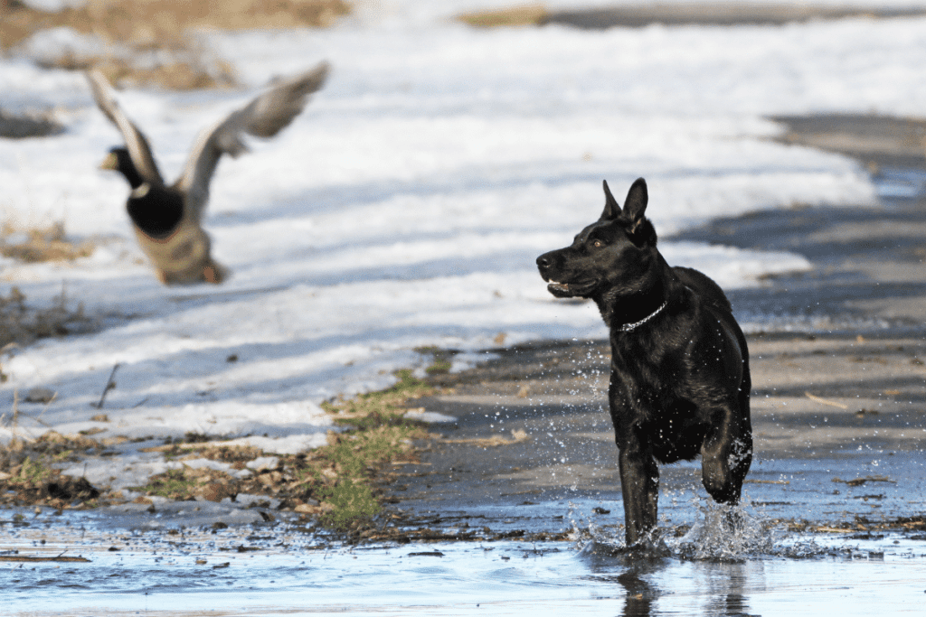 how introduce dogs and ducks