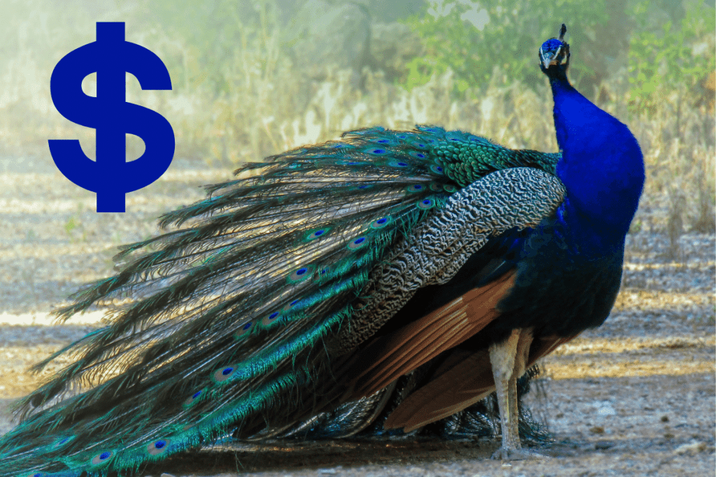 how much are peacocks