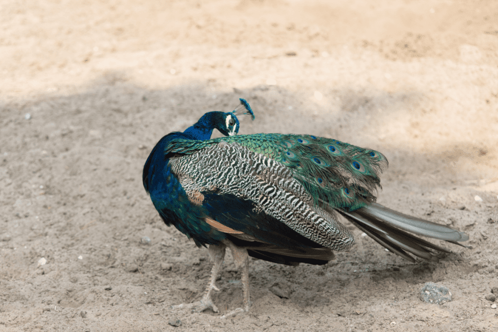 peacock pens and food add to cost