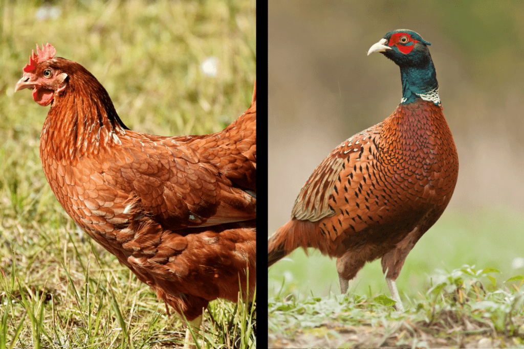 pheasant and chicken breeding