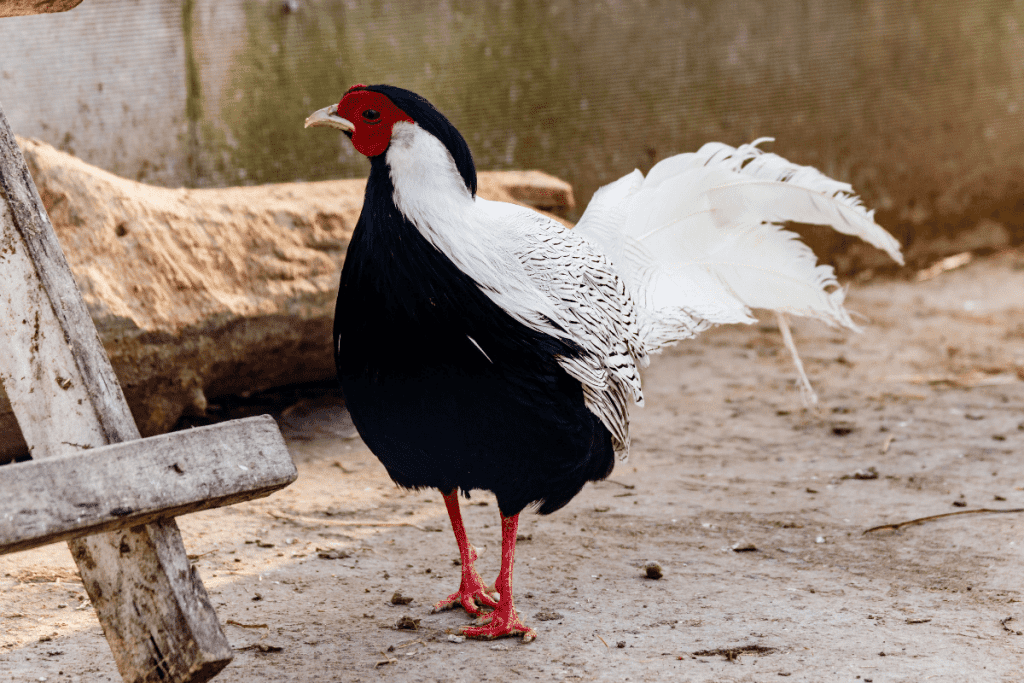 pheasant chicken hybrid