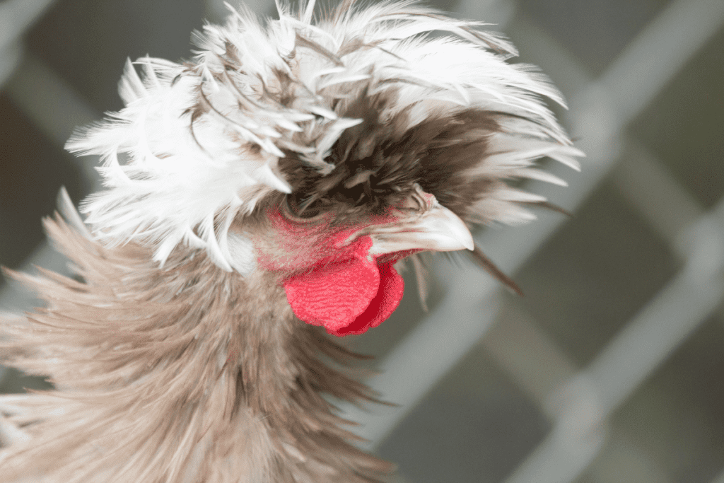 polish chickens have crazy feathers