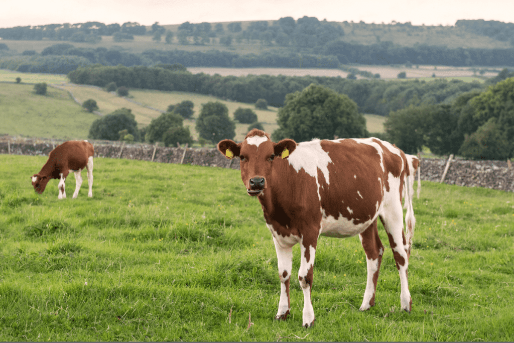 scottish cow breeds Ayrshire