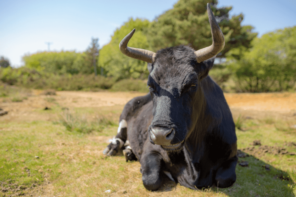 scottish cow breeds Shetland