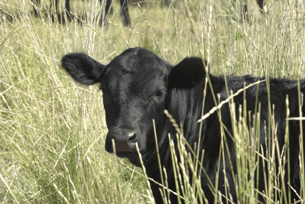 scottish cow breeds black angus