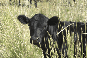 scottish cow breeds black angus