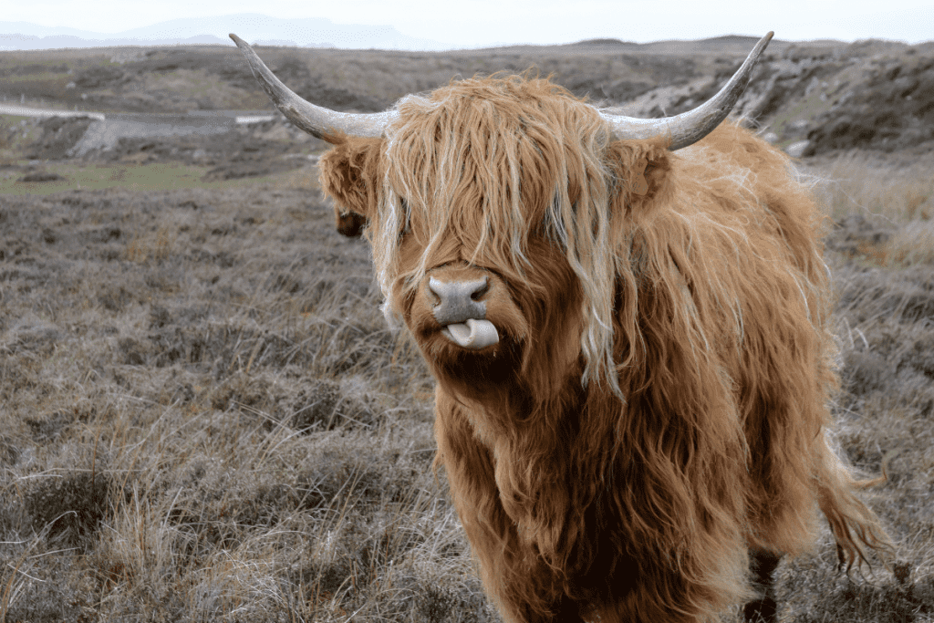 scottish cow breeds highland cattle