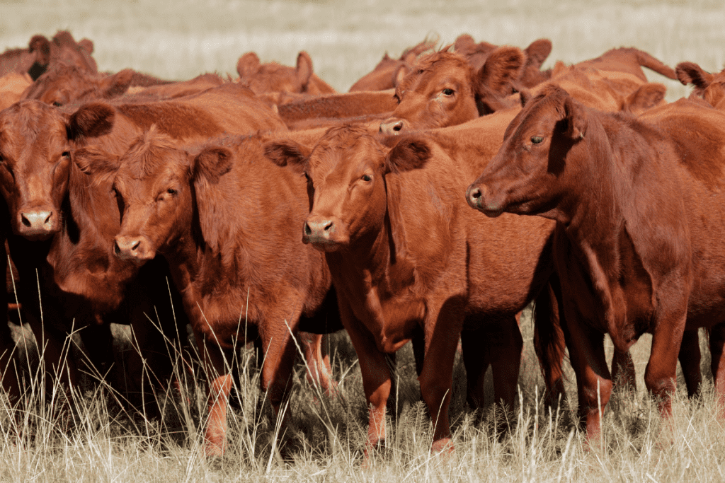 scottish cow breeds red angus