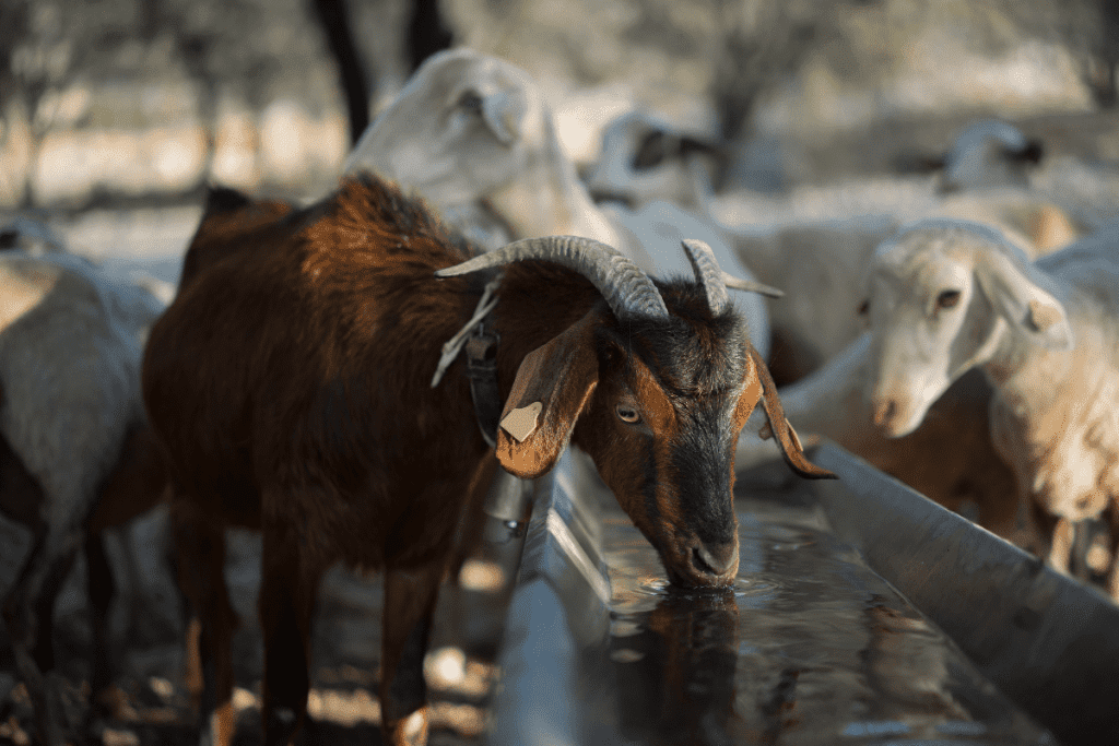 water for goats 1