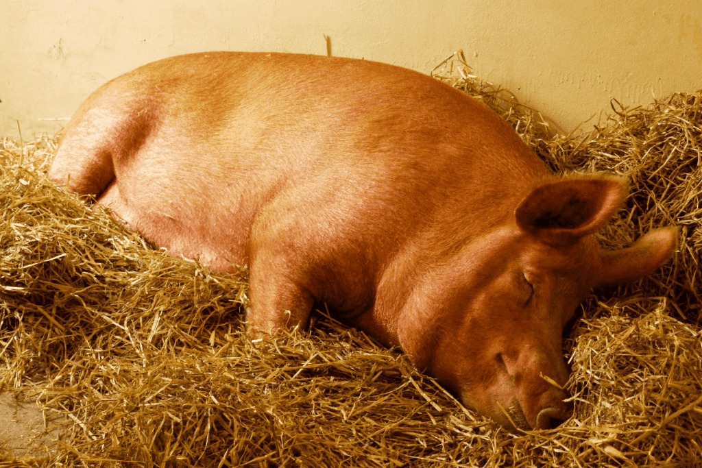 Alternative Bedding Options For Pigs