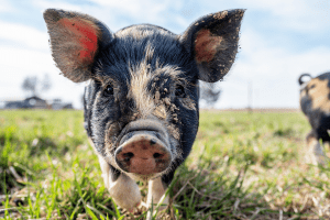 small pig breeds American Mini Pig