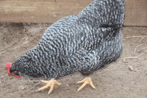Barred Plymouth Rock black and white chicken breeds