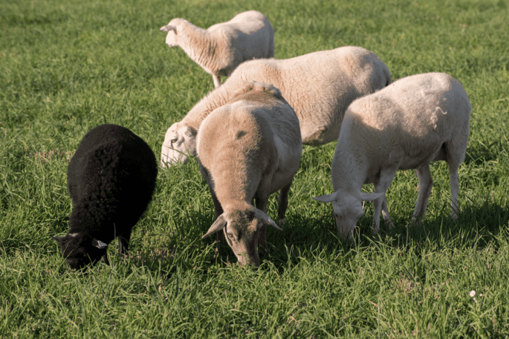 Oakvale Farm Katahdin Hair Sheep Grass Fed Lamb Florida